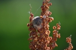 Harvest Mouse