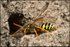 Nomada goodeniana (f)