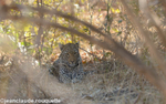 Young female leopard
