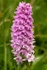 Common Spotted-orchid