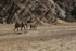 Mother and Calf Moving Down the Valley