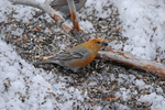 Pine Grosbeak