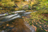 Afon Mellte Moss