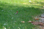 Hoopoe