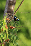 Golden-hooded Tanager and berries, Osa Peninsula, Costa Rica