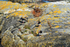 Oystercatchers