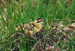 Red Grouse chick