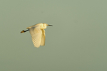 Little Egret - Donna Nook
