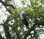 Brahminy Kite