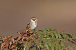 Reed Bunting - Emberiza schoeniclus