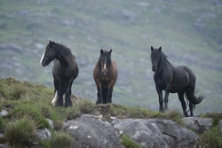 Gap Of Dunloe