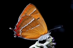 Brown Hairstreak