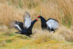 Black Grouse (males) fighting, Scotland