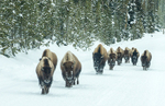 Bison Herd-1
