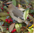 WAXWINGS (ww 07)