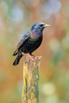 Starling Sturnus vulgaris-4216