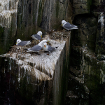 Kittiwakes called the odds