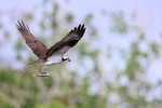 Osprey flying off with fish, Blue Cypress Lake, Florida