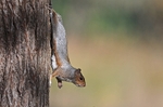 October 2012 - Grey Squirrel