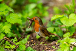 robin Erithacus rubecula-9769