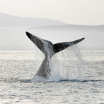 Tail-Lifting
