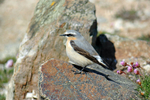 Northern Wheatear