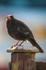 Blackbird-male_ACP_7422-1