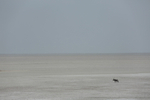 Oryx in the Etosha Pan