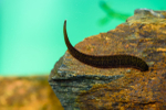 Leech