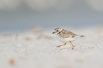 Piping Plover (breeding adult) running, Fort De Soto Park, Florida