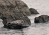 Common seal