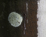 Lichen Circle