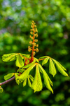 horse chestnut Aesculus hippocastanum-033