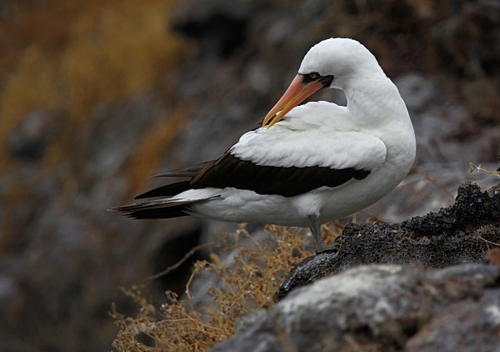 [align=center][size=11][b]Nazca Booby, Genovesa Island, Galápagos Islands[/b][/size][/align]