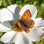 Small copper butterfly ( Lycaena phlaeas) 
