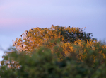 22nd July Rookery at Evening Light