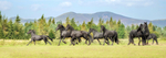 friesians 101-79