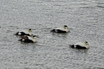 Eiders