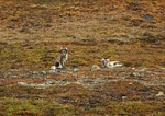 Arctic foxes 3822