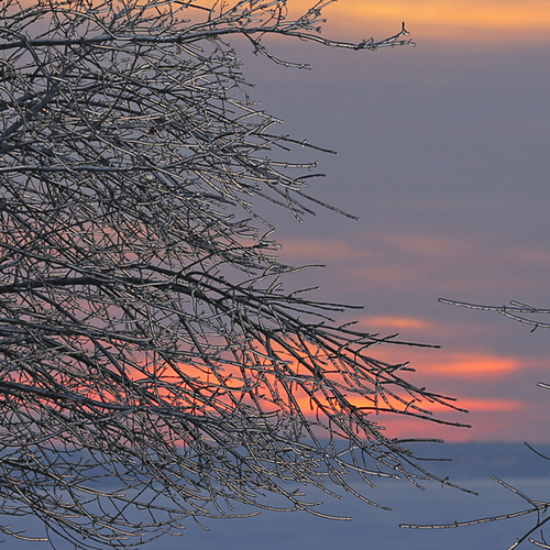 Icy branches silhouetted against the hues of twilight.