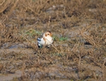 Snow Bunting