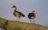 Egyptian Geese