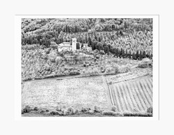 Vinyards and Olive Trees, Italy (5628)