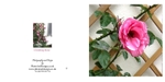 002 Climbing Rose