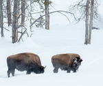 Bison Pair