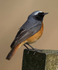 Common Redstart Male