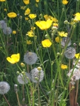 03 Dandelions and Buttercups