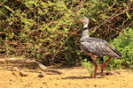 Southern Screamer portfolio