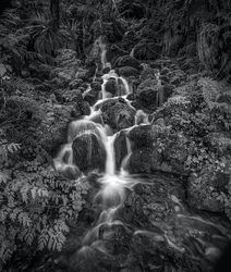 Palladium Prints by Ron Reeder portfolio