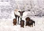 snow scene